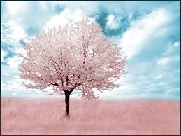 image-486112-tree42.jpg?1440920686898
