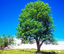 image-486264-tree20.jpg?1440920756922